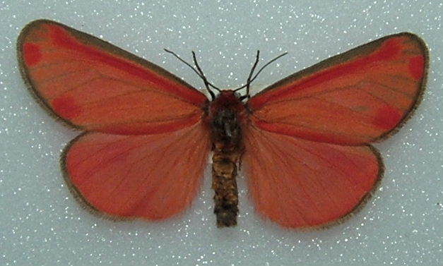 Tyria jacobaeae (coneyi aberration) (Internet Image property of respective owner, non-commercial use only)